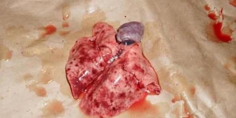 Vgbk ili virusna hemoragijska bolest kunića - koja je opasnost od bolesti